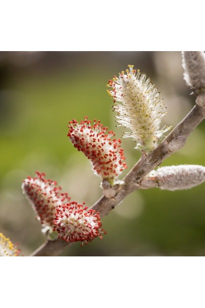 Як квітне Salix Iceberg Alley 